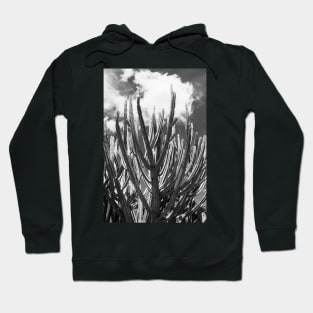 Tall green candelabra cactus i n Auckland Botanical Gardens in monochrome. Hoodie